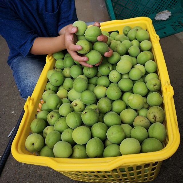 ☆お買い得☆青梅5kg　Ｌサイズ～２Ｌサイズ【無農薬 自然栽培】朝摘み当日出荷 食品/飲料/酒の食品(フルーツ)の商品写真