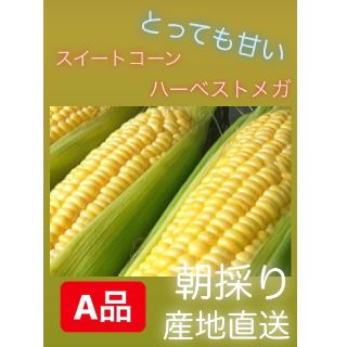 送料込み☆とうもろこし☆バーベストメガ(野菜)