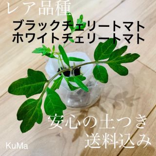 トマト苗・小(ブラックチェリートマトorホワイトチェリートマト)(野菜)