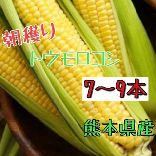 産地直送！とうもろこし（ゴールドラッシュ）熊本県産(野菜)