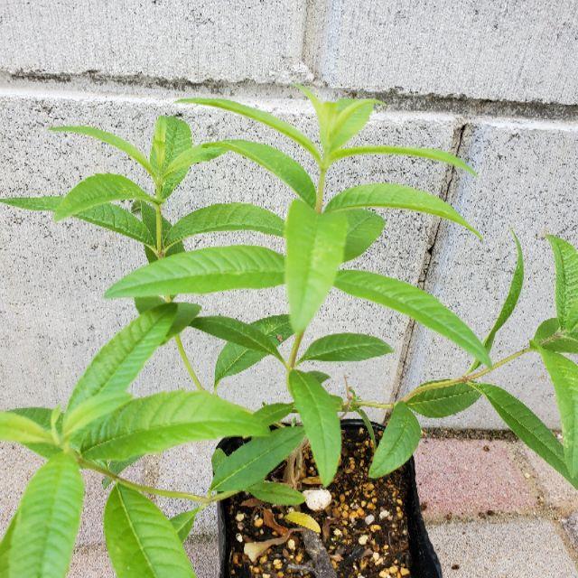 レモンバーベナ ベルベーヌ ハーブ多年草ポット苗の通販 By 個性葉植物 Ruco プロフィール必読 ラクマ レモンバーベナ ベルベーヌ ハーブ多年草ポット苗の通販 By 個性葉植物 Ruco プロフィール必読 ラクマ