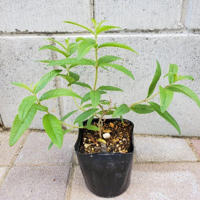 レモンバーベナ ベルベーヌ ハーブ多年草ポット苗の通販 By 個性葉植物 Ruco プロフィール必読 ラクマ レモンバーベナ ベルベーヌ ハーブ多年草ポット苗の通販 By 個性葉植物 Ruco プロフィール必読 ラクマ
