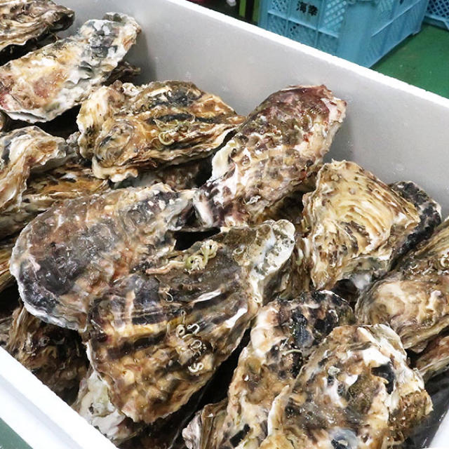 ラムサール条約登録地直送　生食可　採れたて殻牡蠣6kg  全国送料無料！