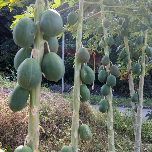 アンチエイジングにも！超美容健康野菜！沖縄産島野菜　青パパイヤ　2kg 食品/飲料/酒の食品(野菜)の商品写真