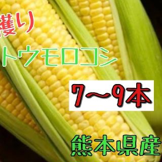 産地直送！とうもろこし（ゴールドラッシュ）熊本県産 (野菜)