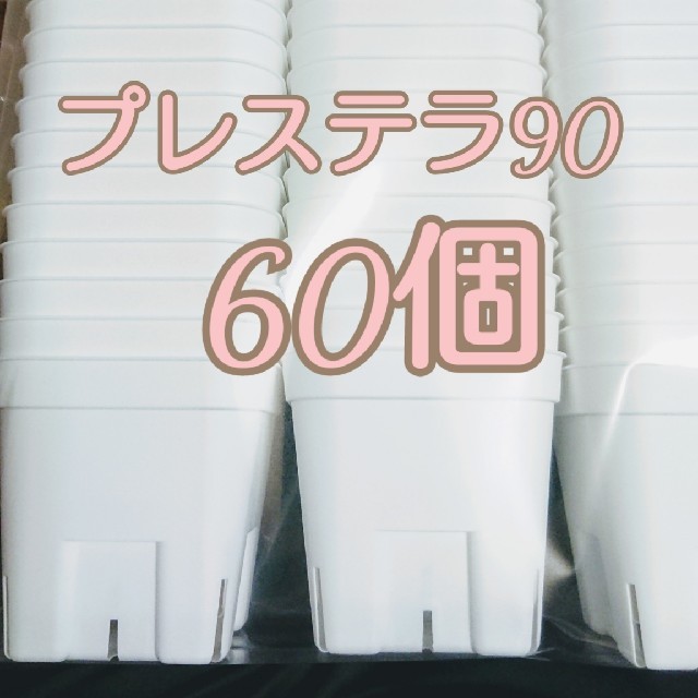 プレステラ90 新品未使用 60個 多肉植物 ハンドメイドのフラワー/ガーデン(プランター)の商品写真