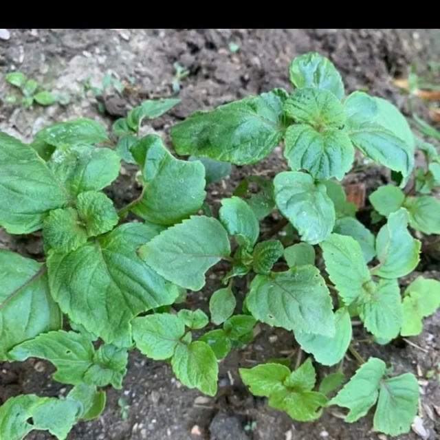 購入後に収穫！青しそ /大葉の苗3本＊無農薬野菜＊プランター＊初心者向＊翌日配達 食品/飲料/酒の食品(野菜)の商品写真