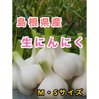 生にんにく　M・Sサイズ　島根県産　1kg(野菜)