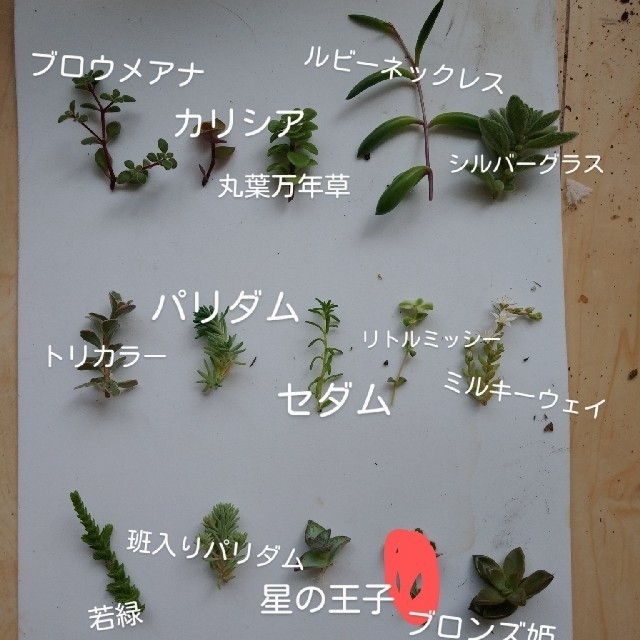 多肉植物　G　寄せ植え　カット苗 ハンドメイドのフラワー/ガーデン(その他)の商品写真