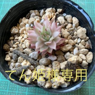 センペルビウム　サクソン⑤希少品種(その他)