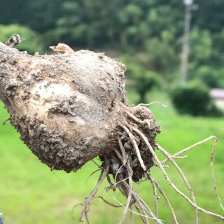 採れたて　生ニンニク(野菜)