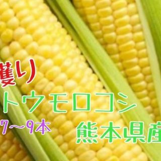 産地直送！とうもろこし（ゴールドラッシュ）熊本県産 (野菜)