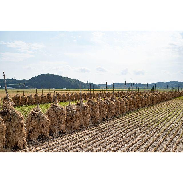 コロナ応援キャンペーン！！幻のお米✼穂仁王式天日干し仕上げササニシキ5キロ×2袋 食品/飲料/酒の食品(米/穀物)の商品写真