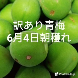 訳あり青梅（白加賀）　２㎏(フルーツ)