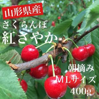 51 山形県産 露地栽培さくらんぼ 紅さやか 朝摘み M400g(フルーツ)