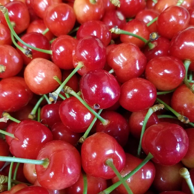 🍒山梨県産 さくらんぼ🍒 食品/飲料/酒の食品(フルーツ)の商品写真