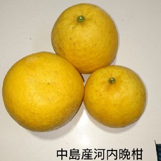 中島産河内晩柑(フルーツ)
