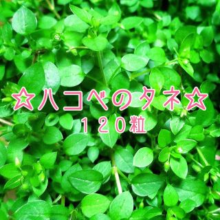 国産ハコベの種120粒☆無農薬☆鳥さん、うさぎさん、カメさん、小動物さんに！ (小動物)