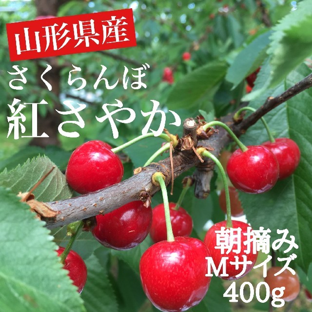 52 山形県産 露地栽培さくらんぼ 紅さやか 朝摘み M400g 食品/飲料/酒の食品(フルーツ)の商品写真