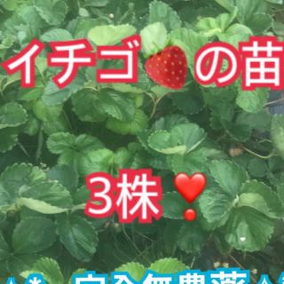 ✧︎*。農薬無使用✧︎*。イチゴの苗根付3株❣️常時オマケ付き♥︎︎商品説明必読(野菜)