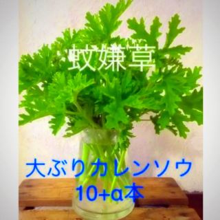 カレン草　蚊嫌草　ハーブゼラニウム　挿し穂　10+α(その他)