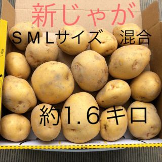 新じゃが　きたあかり　無農薬　約1.6キロ(野菜)