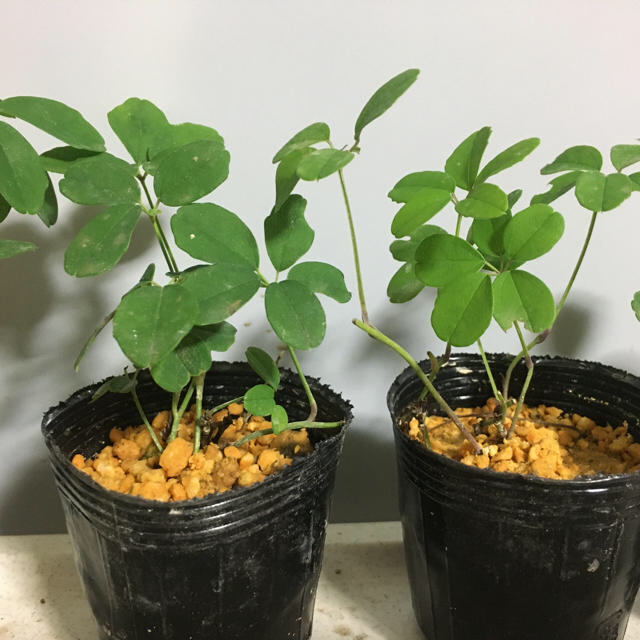 ⭐️アケビ苗1株⭐️五葉あけび 木通 通草 山菜 送料込