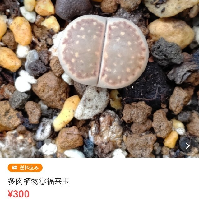 【おまとめ】多肉植物◎トップレッド＆福来玉 ハンドメイドのフラワー/ガーデン(その他)の商品写真