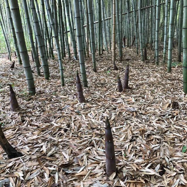 doremi様専用　岡山県産極上の破竹　４キロ 食品/飲料/酒の食品(野菜)の商品写真