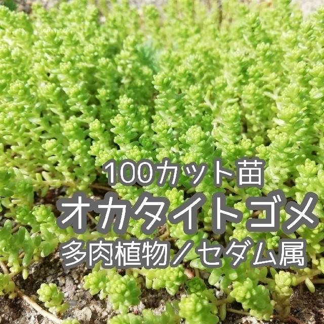 多肉植物　オカタイトゴメ　100カット苗 ハンドメイドのフラワー/ガーデン(その他)の商品写真