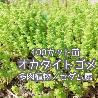 多肉植物　オカタイトゴメ　100カット苗(その他)