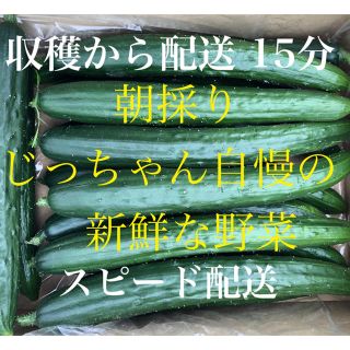 きゅうり キュウリ 胡瓜 朝採り(野菜)