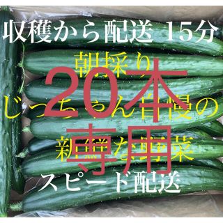 きゅうり キュウリ 胡瓜 朝採り(野菜)