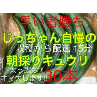 きゅうり キュウリ 胡瓜 朝採り(野菜)