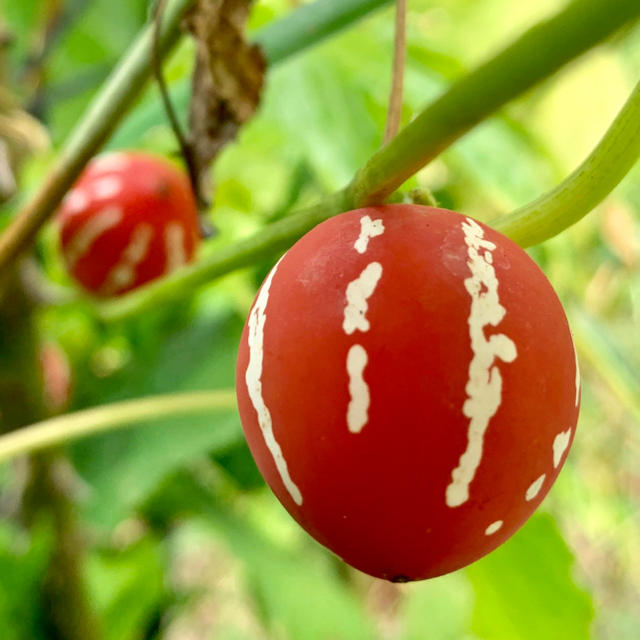 沖縄すずめうりの種20粒&ブラウンコットン ハンドメイドのフラワー/ガーデン(その他)の商品写真