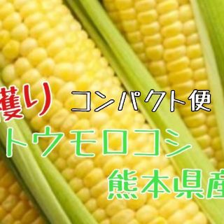 数量限定　とうもろこし（熊本産）5本(野菜)