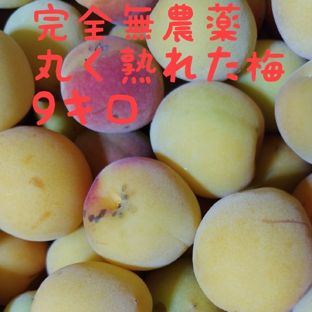完全無農薬　完熟梅　9.3キロ　丸く熟れた梅