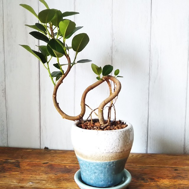 人気♪陶器鉢‼️観葉植物フランスゴム曲がり‼️垂れてる気根が 人気♪陶器鉢‼️観葉植物フランスゴム曲がり‼️垂れてる気根が