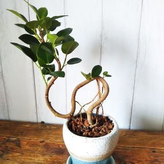 人気♪陶器鉢‼️観葉植物フランスゴム曲がり‼️垂れてる気根が可愛い