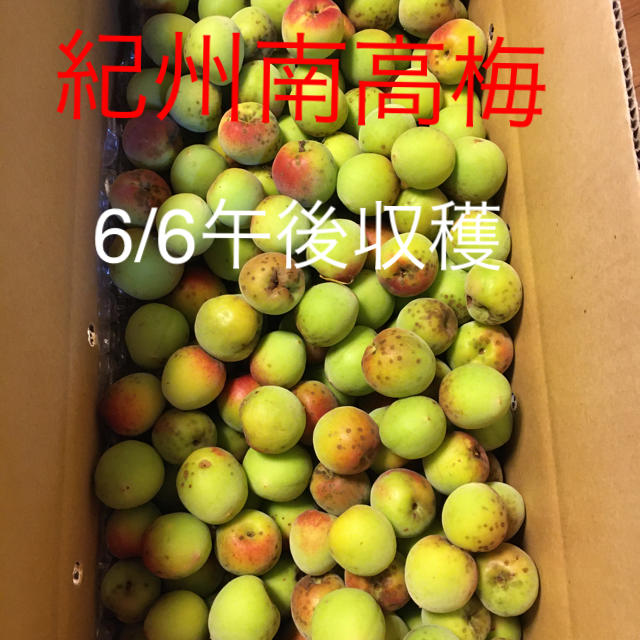 食品/飲料/酒6/6午後収穫　自然栽培　無農薬　紀州南高梅　8キロ