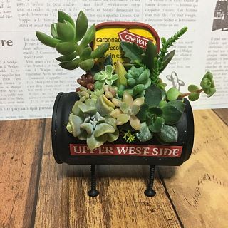 多肉植物の寄せ植え　ちびジュース缶足つき(黒)(その他)