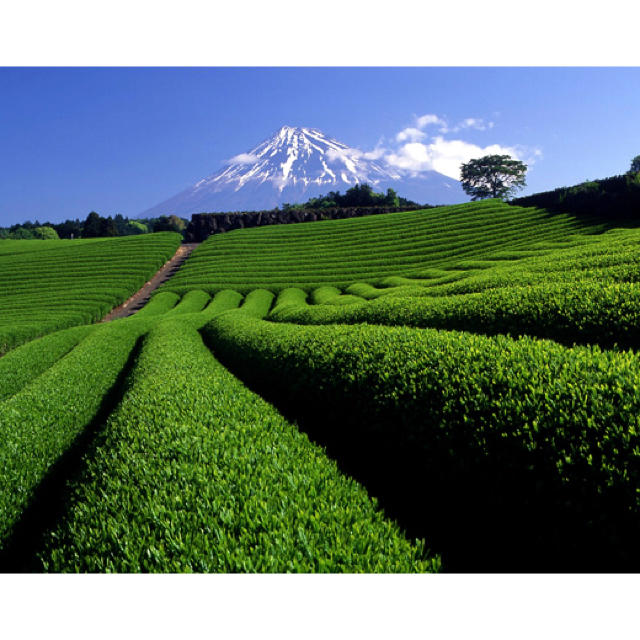 【新茶限定パッケージ】八十八夜 深蒸し茶 100g×3袋 静岡 牧之原 食品/飲料/酒の飲料(茶)の商品写真