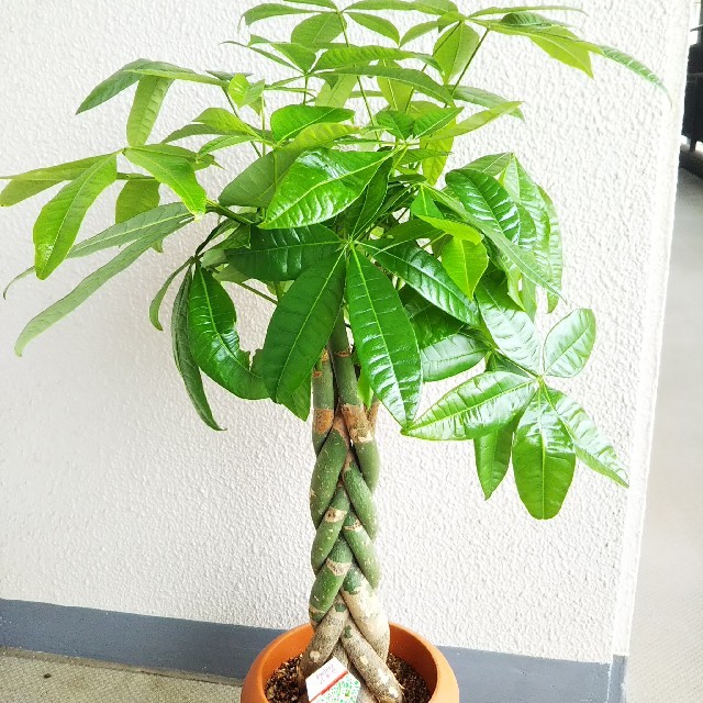 パキラねじり 編み込みの幹太 人気観葉植物 縁起良い樹形綺麗 受皿付きの通販 By モス S Shop ラクマ