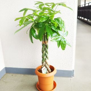 パキラねじり 観葉植物 幹太 高さ 縁起良い 樹形綺麗 受皿付 その他 Www Angare Com