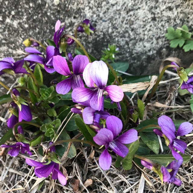 こぼれ種で花咲く シリーズ スミレ 野生種 種 の通販 By Kiyokiyo S Shop ラクマ こぼれ種で花咲く シリーズ スミレ 野生種 種 の通販 By Kiyokiyo S Shop ラクマ