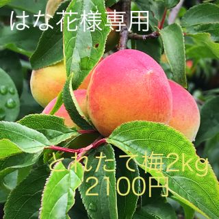 はな花様専用とれたて梅2kg（南高梅、、、少し点々あり）(フルーツ)