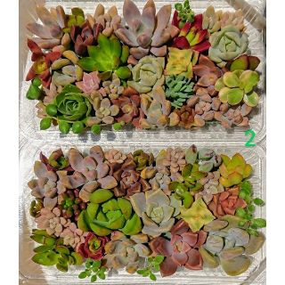 多肉植物 カット苗 パック 2個セット 2(その他)