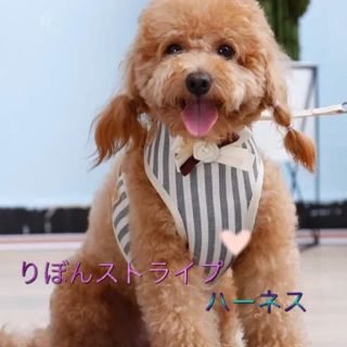 ワンチャンハーネスセット(犬)