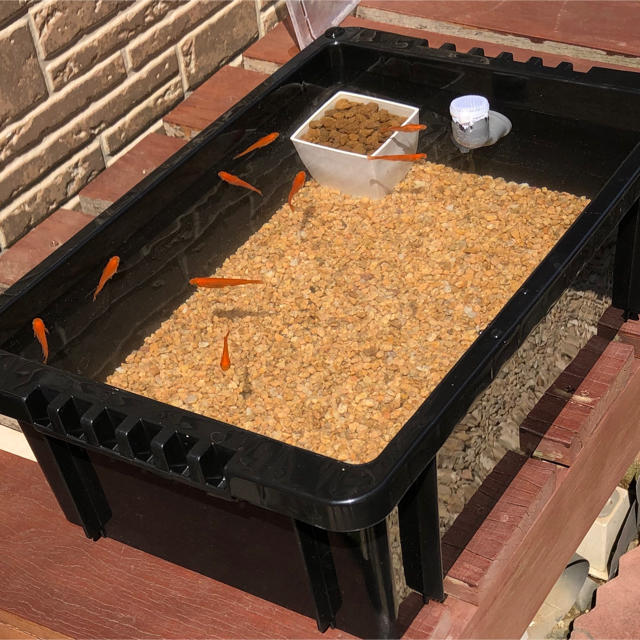 メダカ飼育小屋セット - 通販 - guianegro.com.br