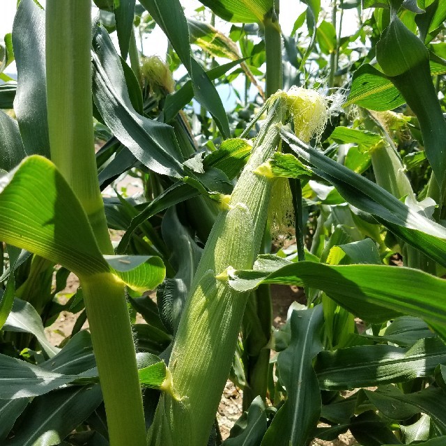 とうもろこし🌽の(子供)ヤングコーン 食品/飲料/酒の食品(野菜)の商品写真